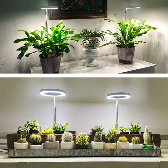 Pflanzenlicht für das Zuhause – Beleuchtung für Indoor-Pflanzen