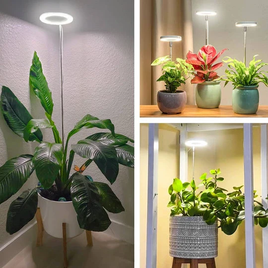 Pflanzenlicht für das Zuhause – Beleuchtung für Indoor-Pflanzen