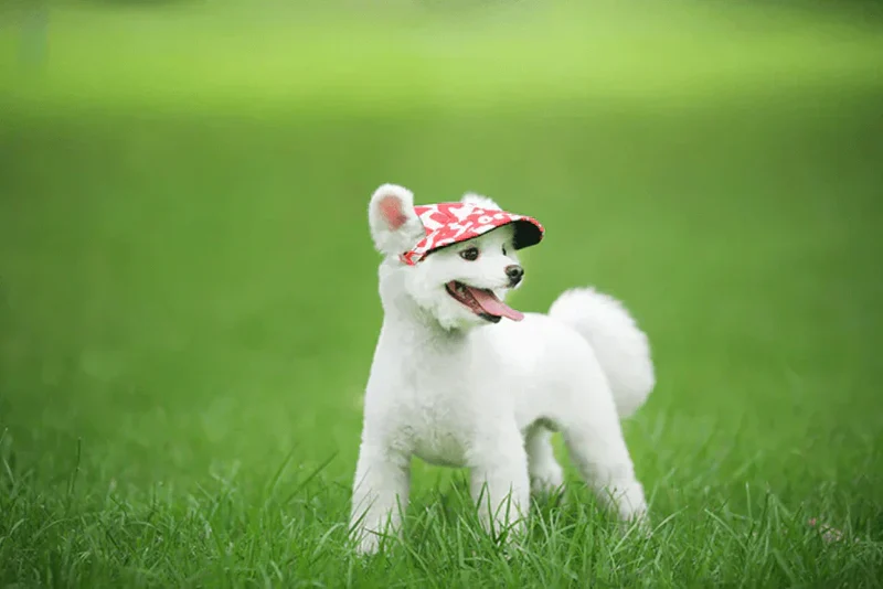 Solhat til Hunde med Skygge - Hundetilbehør