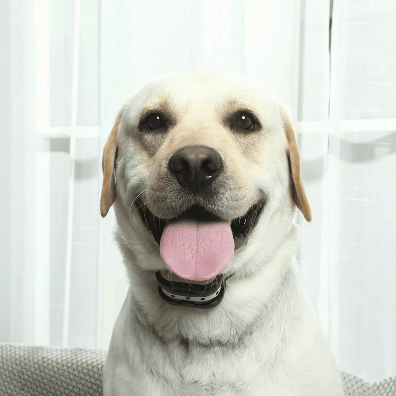 Trådløs Sikkerhedshegn & Træningshalsbånd til Hunde