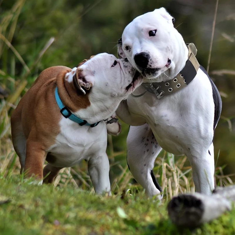 Justerbart Nylon Hundehalsbånd – Komfort og Kontrol til Store Hunde