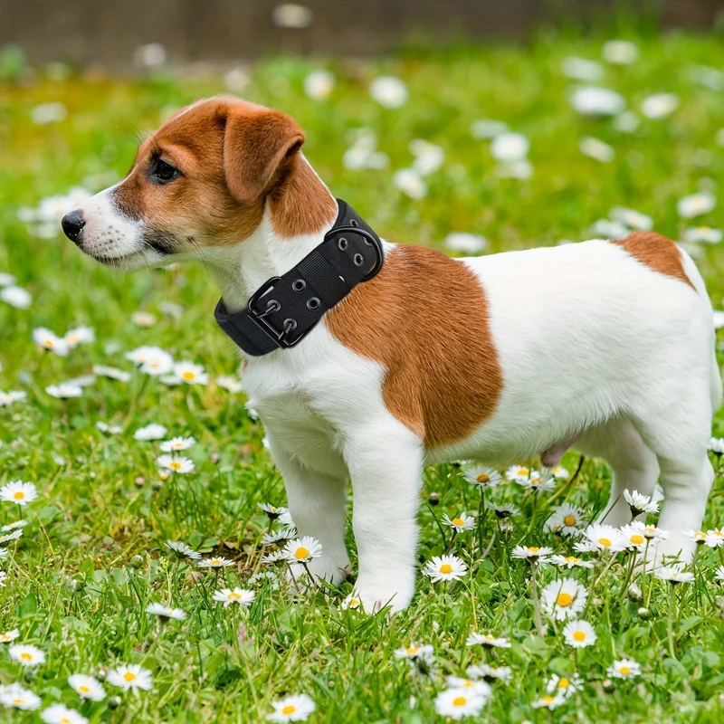 Justerbart Nylon Hundehalsbånd – Komfort og Kontrol til Store Hunde