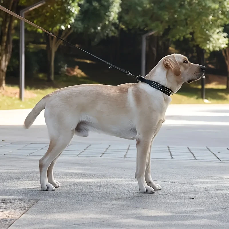 Justerbart Hundehalsbånd med Stifter - Robust og Sikkert til Store Hunde