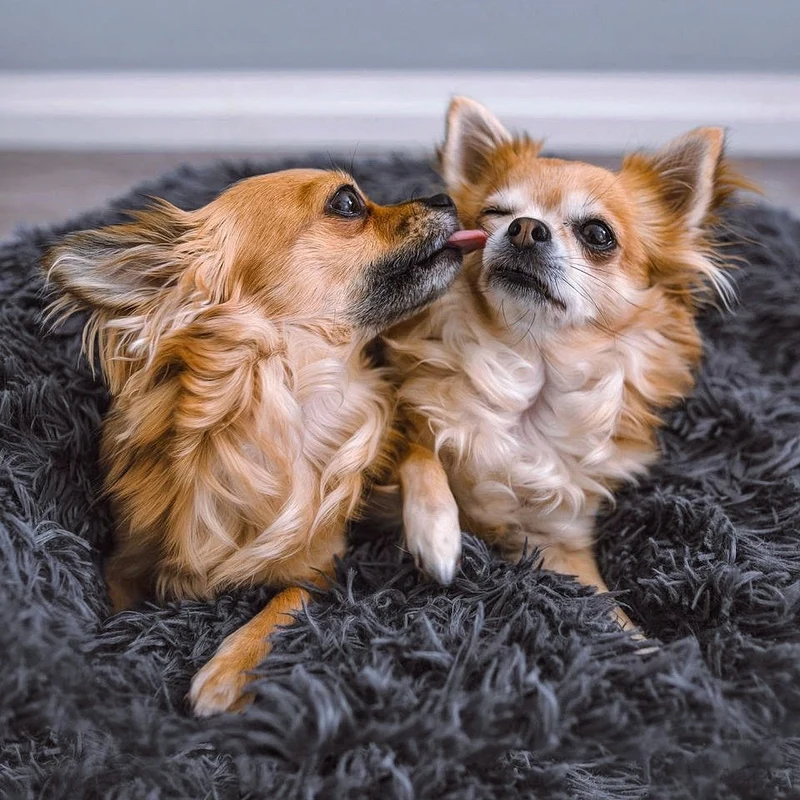 Fluffy Plus Hundeseng – Den Ægte
