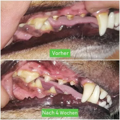 Tandbørste til hunde - PawsitiveBrush