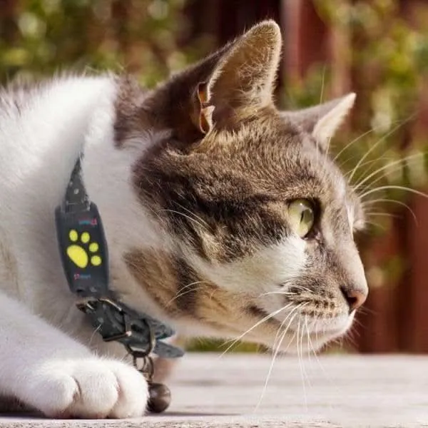 Intelligent GPS Tracker til Katte – Real-Time Positionering Uden Abonnement
