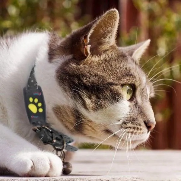Sikker GPS Tracker til Katte og Hunde
