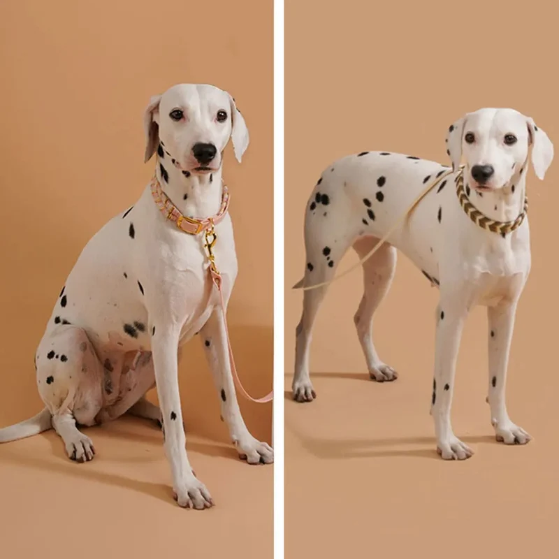 Chikt Hundehalsbånd til Udendørs Eventyr - Justerbart og Stilfuldt